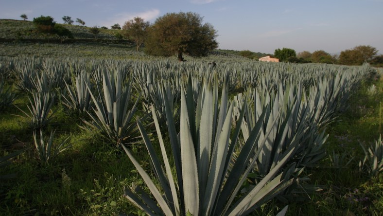 agave patron tequila