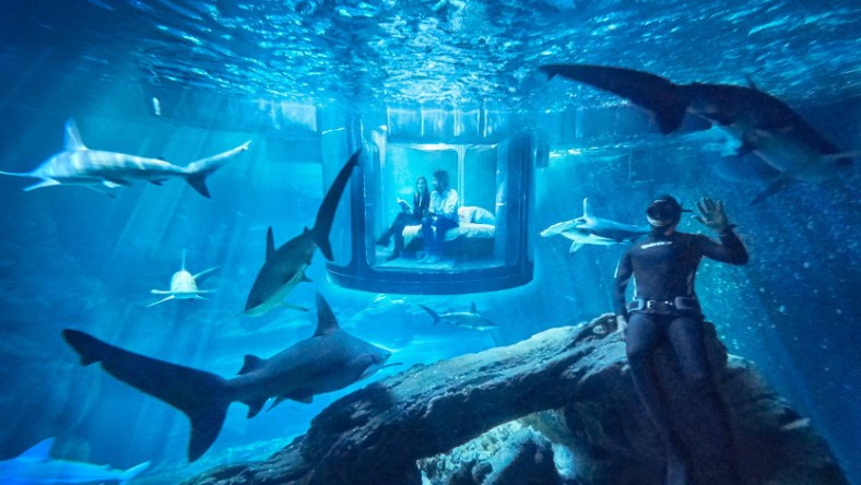 Three winners will each spend a free night surrounded by sharks