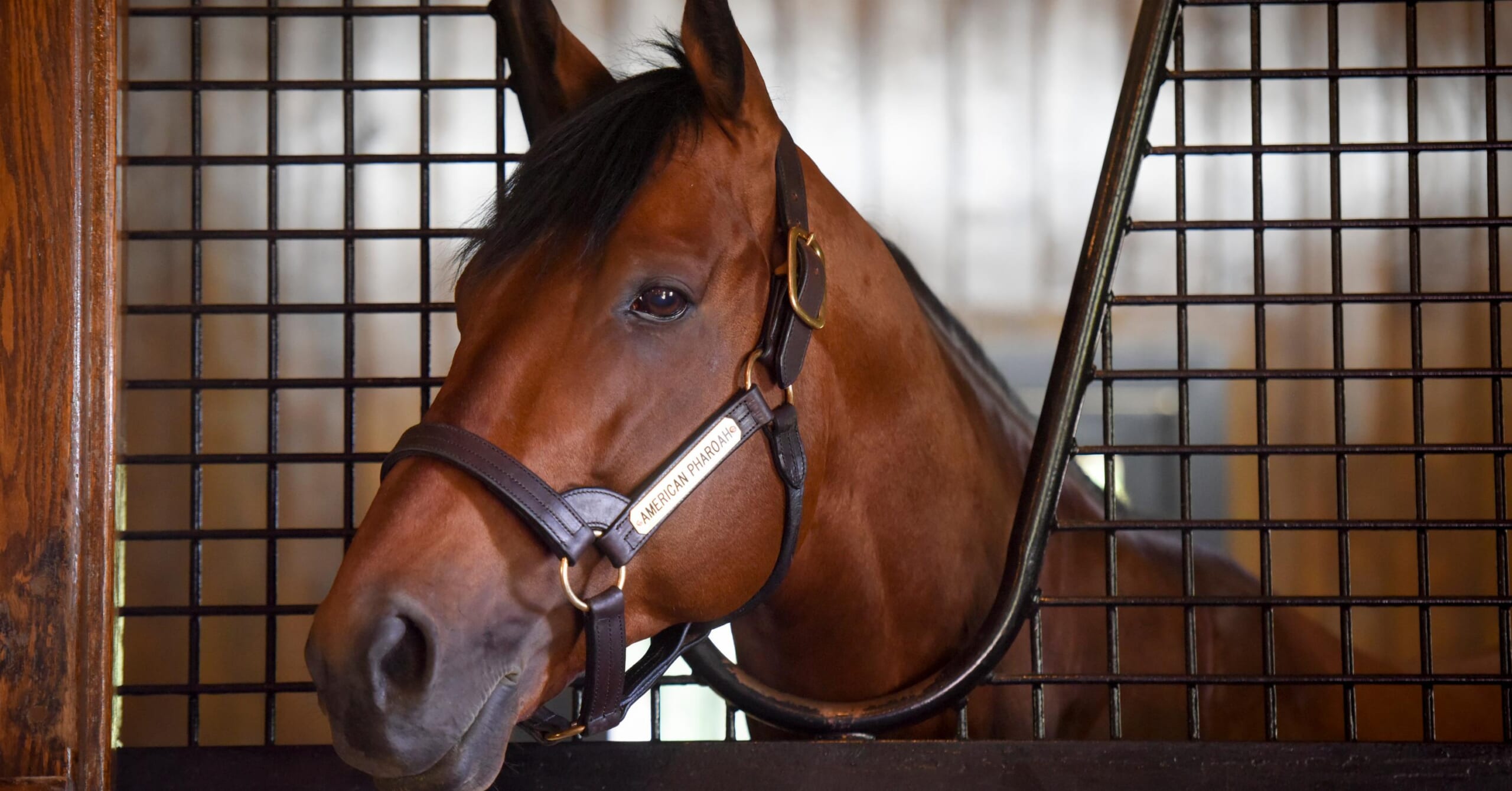 American Pharoah