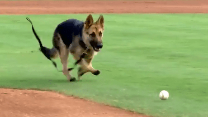 Baseball Dog 2