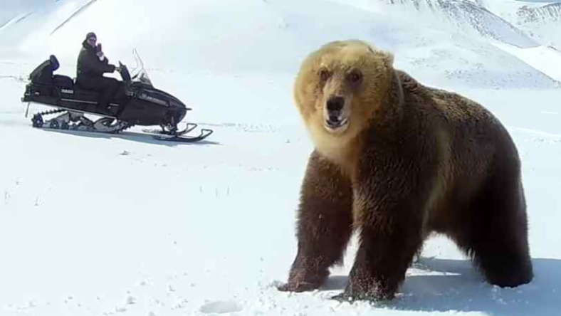 bear snowmobile