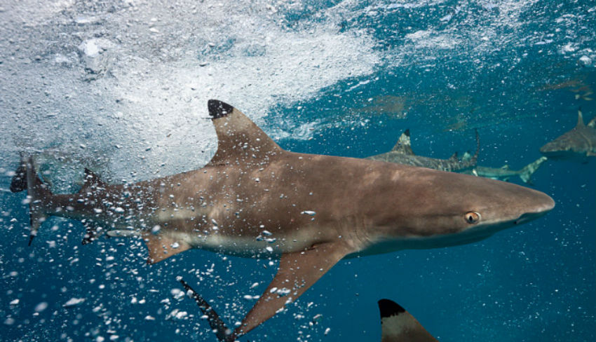 Thousands Of Sharks Are Swarming Past Florida Right Now And The Footage Is Terrifying Maxim