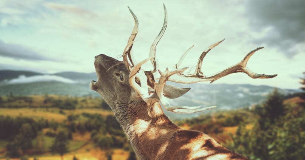 You Need to See The Truly Insane 36-Point Buck a Hunter Bagged With a ...
