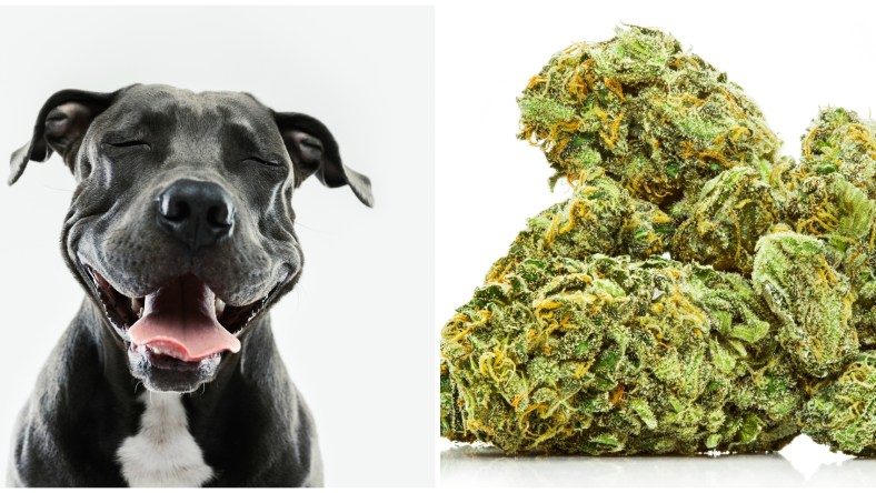 dog weed