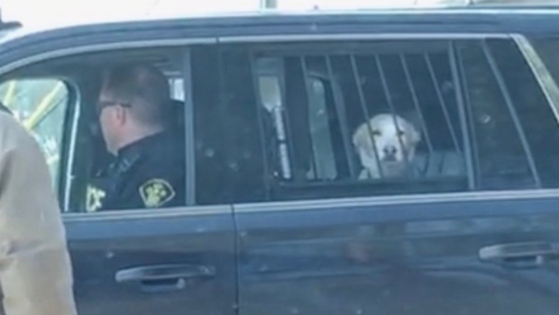 doggy-arrest-promo