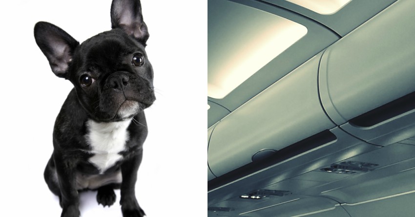 French Bulldog Overhead Bin