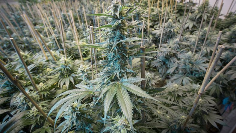 Weed grown in Denver Getty Images