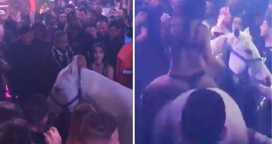 Horse in nightclub