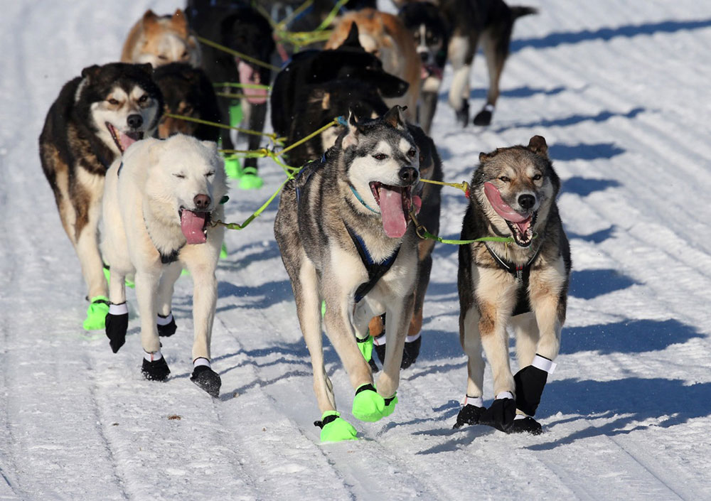 Iditarod Trail Sled Dog Race Maxim