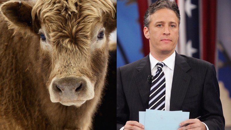 jon-stewart-angus-bull-main.jpg