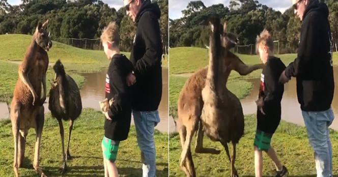 Kangaroo punches kid