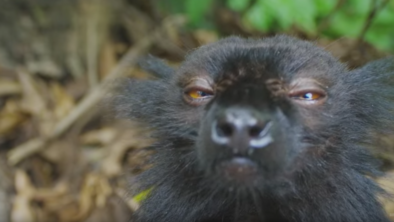 Stoned Lemur