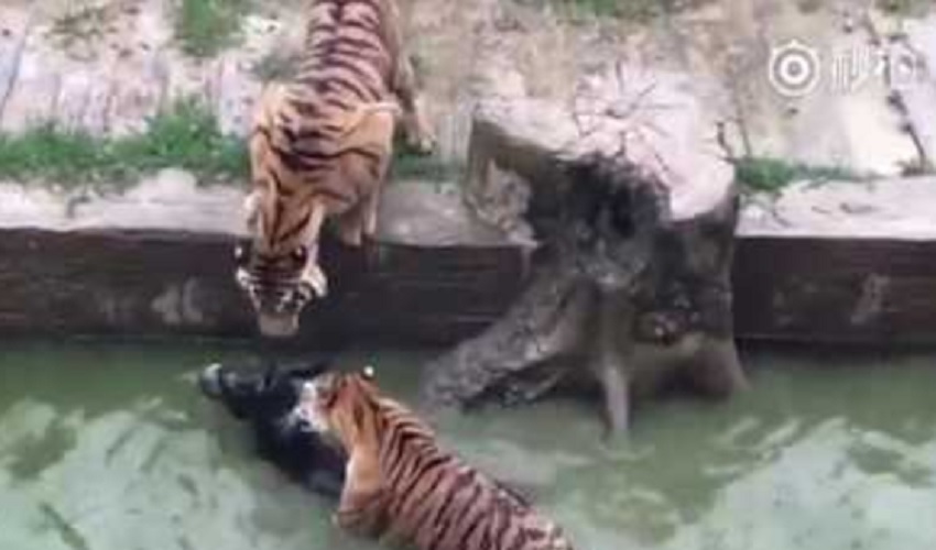 Tigers v Donkey