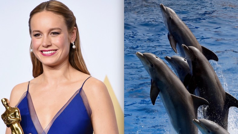 brie-larson-dolphins-promo.jpg