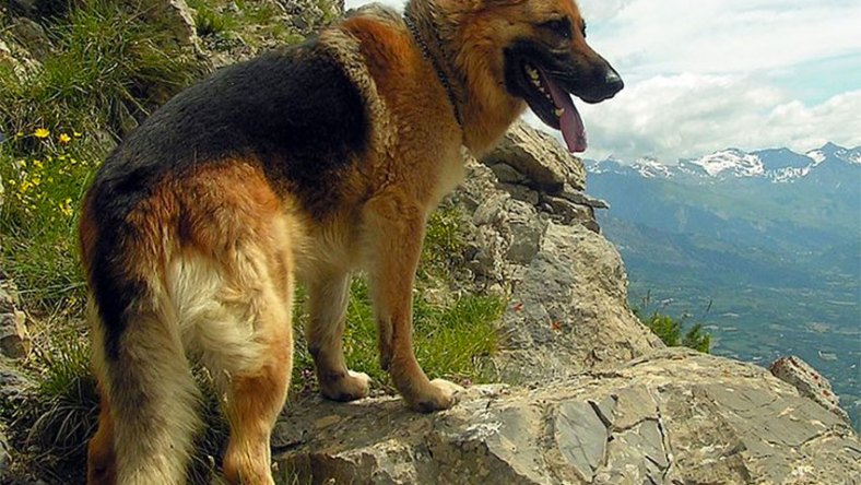 German Shepherd wikimedia