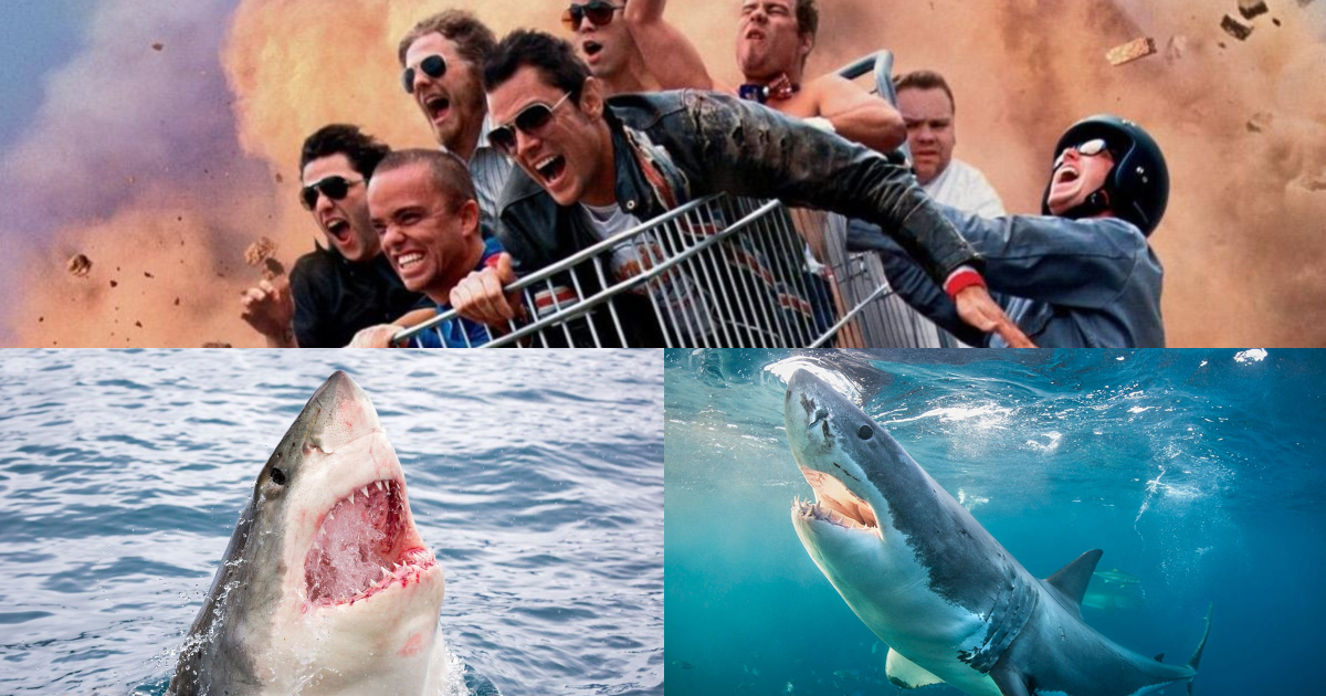 The 'Jackass' Crew Is Teaming Up With 'Shark Week' For MustSee TV Maxim