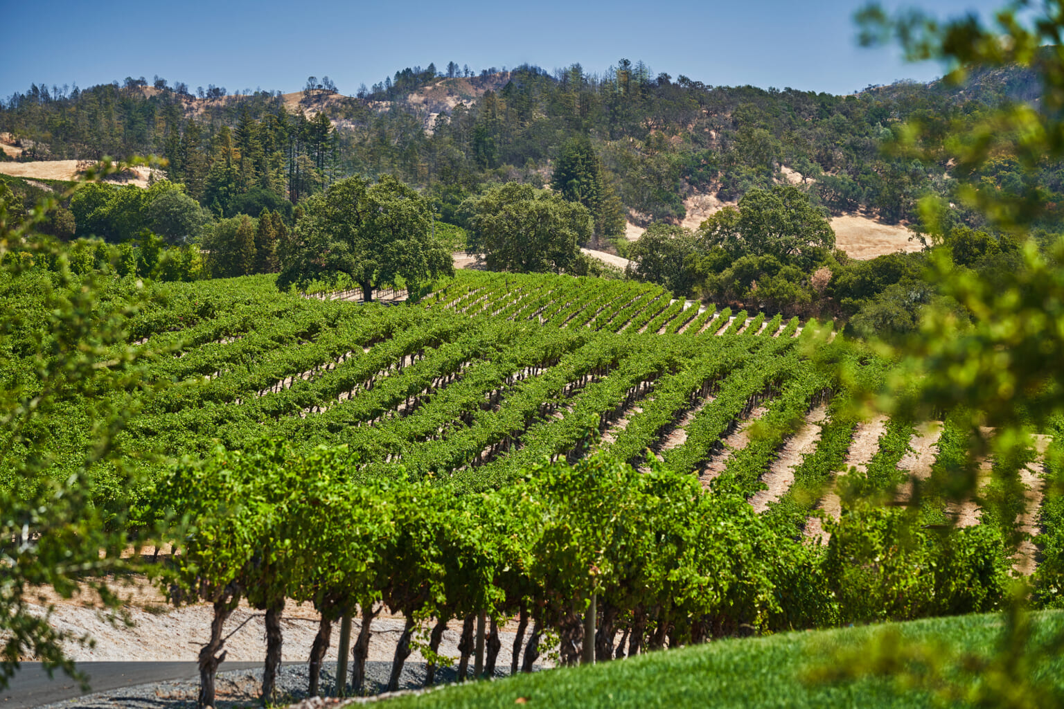 Meet the Winemaker Who Made A Record-Breaking $1 Million Bottle Of ...