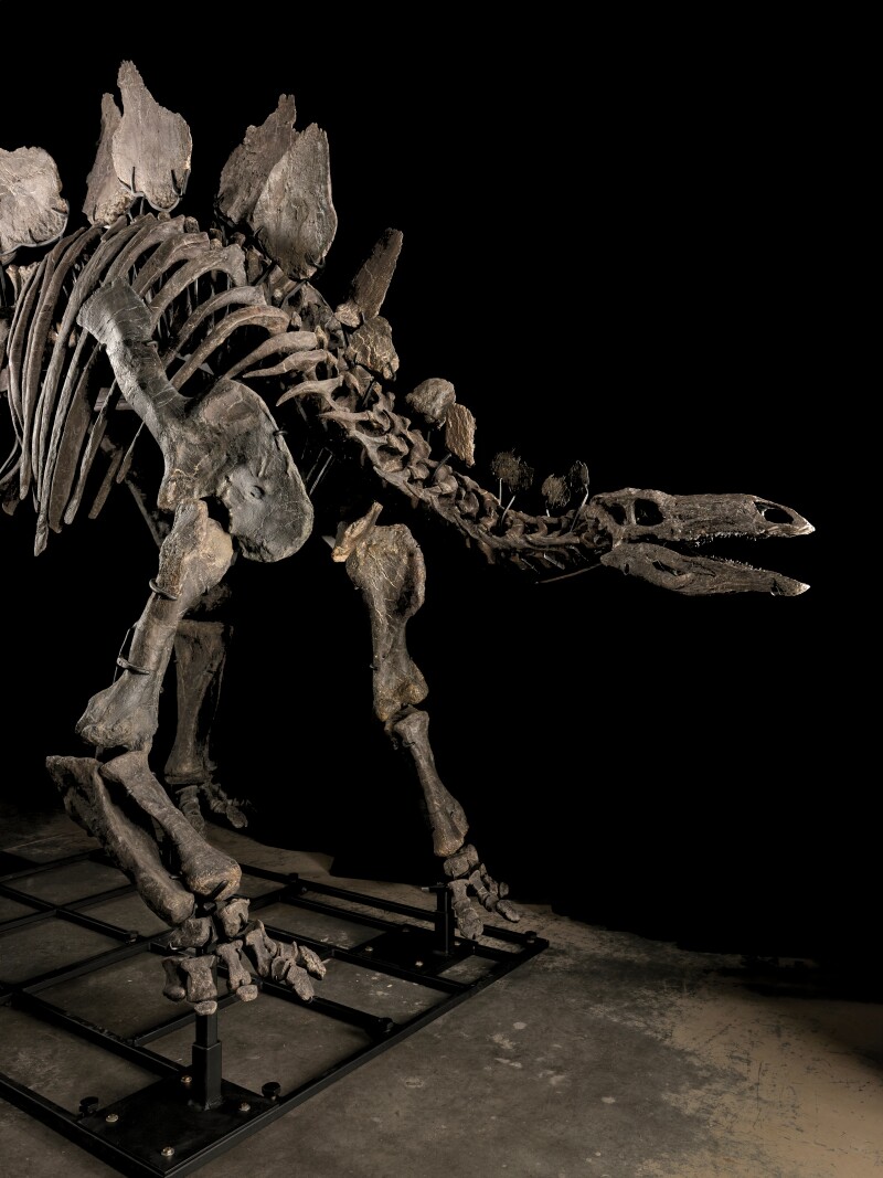 This Stegosaurus Skeleton Just Sold For A RecordSetting 44.6 Million